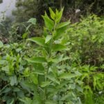 Shoolini researcher proved the medicinal properties of Himalayan plants- useful in asthma, fever, jaundice and infections