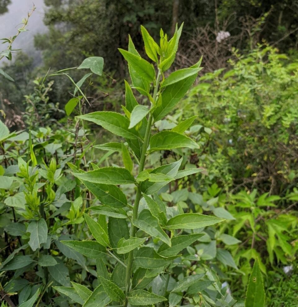 Shoolini researcher proved the medicinal properties of Himalayan plants- useful in asthma, fever, jaundice and infections