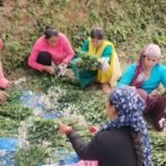 Barren fields are being populated through collective farming in the state.