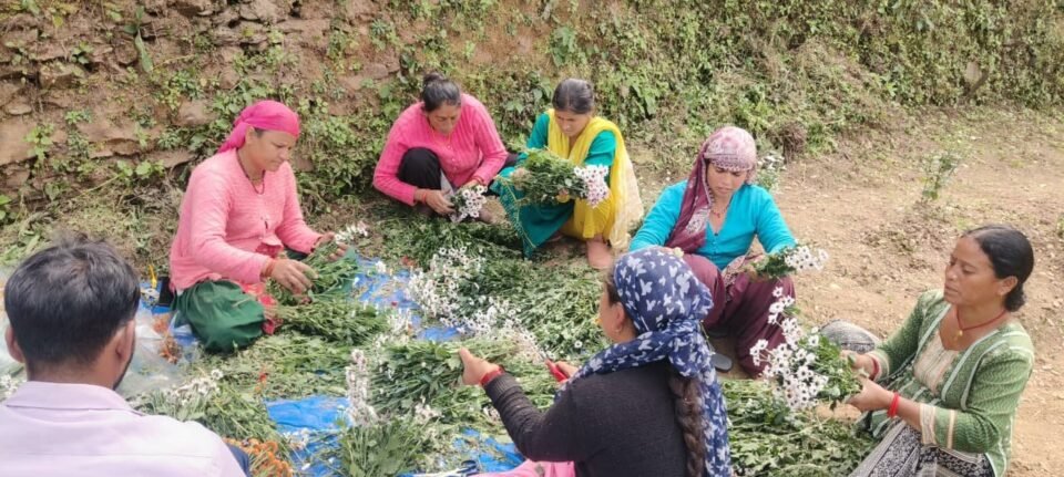 Barren fields are being populated through collective farming in the state.