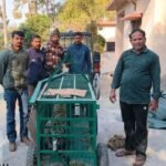 Leopard caged in Khagmara, people heave a sigh of relief