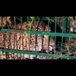 Leopard trapped in a cage in Basot; Forest Department carries out rescue.
