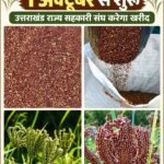 Procurement of millets to begin across the state from October 1 Dr. Dhan Singh Rawat