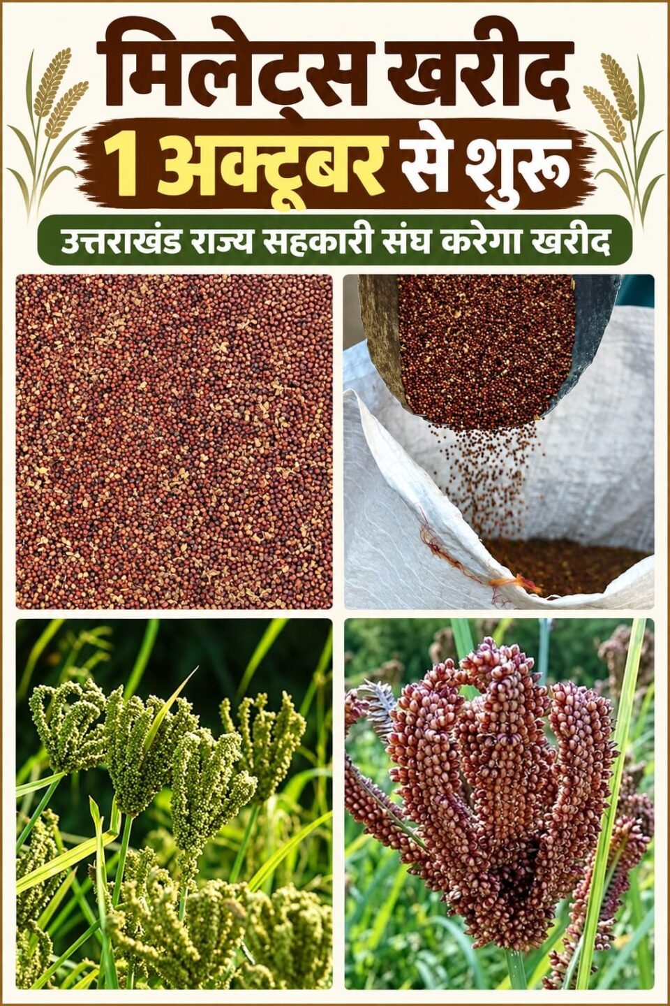 Procurement of millets to begin across the state from October 1 Dr. Dhan Singh Rawat