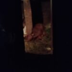 A cow tethered nearby died after a domestic gas cylinder suddenly caught fire.
