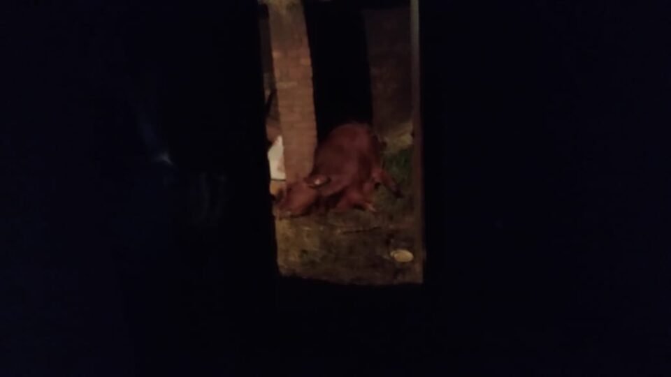 A cow tethered nearby died after a domestic gas cylinder suddenly caught fire.